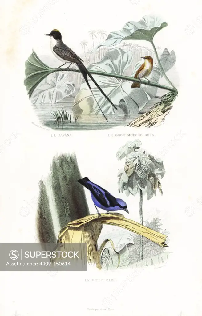 Fork-tailed flycatcher, Tyrannus savana savana, rufous flycatcher-thrush, Stizorhina fraseri, and blue dacnis, Dacnis cayana. Handcoloured engraving on steel by Fournier after a drawing by Edouard Travies from Richard's "New Edition of the Complete Works of Buffon," Pourrat Freres, Paris, 1837.