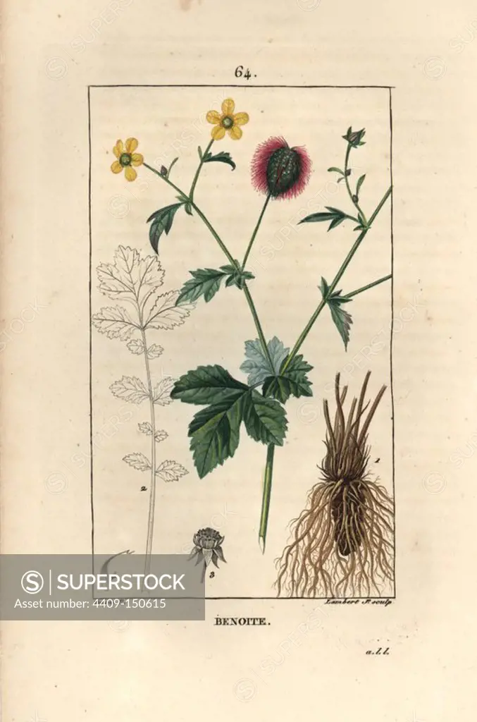 Herb Bennet or wood avens, Geum urbanum. Handcoloured stipple copperplate engraving by Lambert Junior from a drawing by Pierre Jean-Francois Turpin from Chaumeton, Poiret et Chamberet's "La Flore Medicale," Paris, Panckoucke, 1830. Turpin (1775~1840) was one of the three giants of French botanical art of the era alongside Pierre Joseph Redoute and Pancrace Bessa.