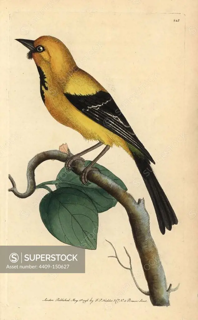 Jamaican or Cayman oriole, Icterus leucopteryx. Illustration unsigned (George Shaw and Frederick Nodder). Handcolored copperplate engraving from George Shaw and Frederick Nodder's "The Naturalist's Miscellany" 1795. Frederick Polydore Nodder (1751~1801) was a gifted natural history artist and engraver. Nodder honed his draftsmanship working on Captain Cook and Joseph Banks' Florilegium and engraving Sydney Parkinson's sketches of Australian plants. He was made "botanic painter to her majesty" Queen Charlotte in 1785. Nodder also drew the botanical studies in Thomas Martyn's Flora Rustica (1792) and 38 Plates (1799).