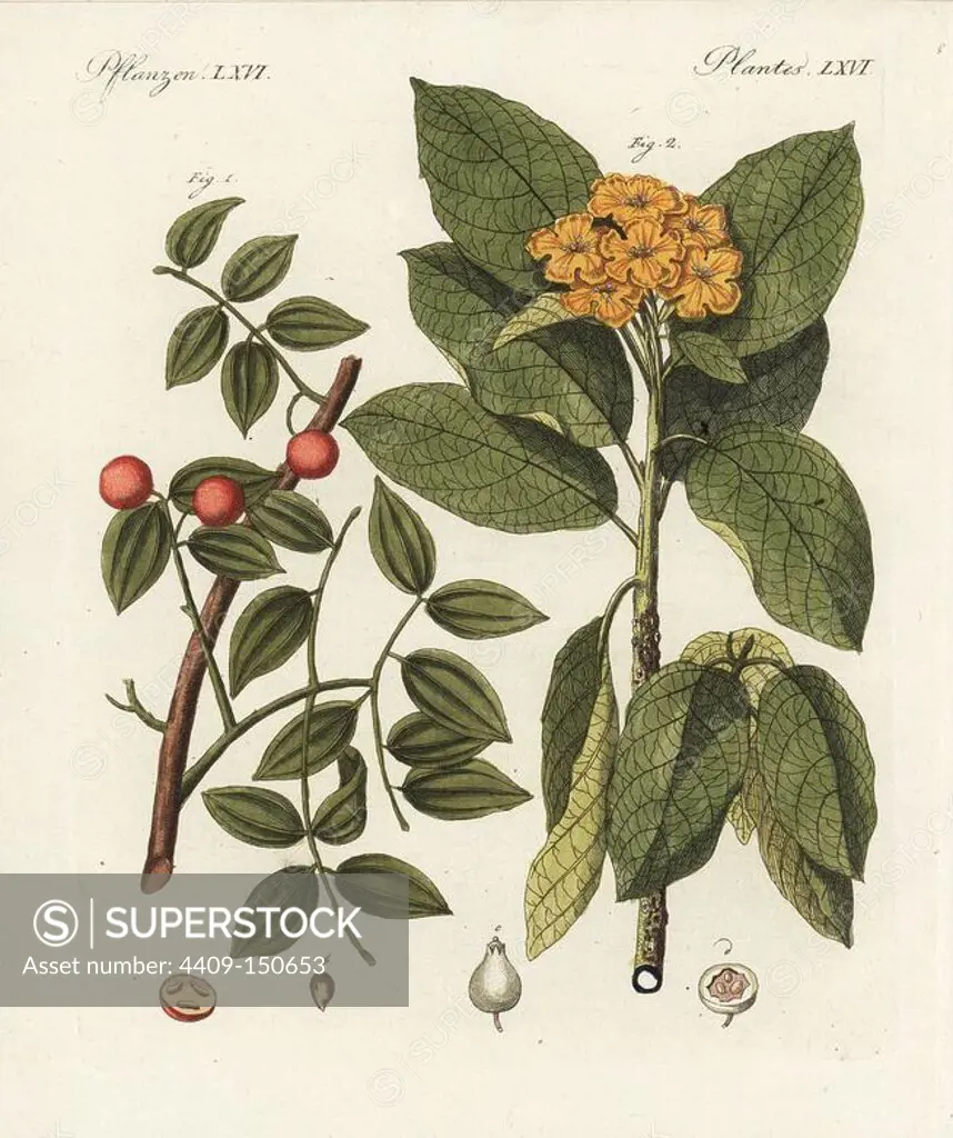 Snakewood, Strychnos colubrina 1, and sebesten, Cordia sebestana 2. Handcoloured copperplate engraving from Bertuch's "Bilderbuch fur Kinder" (Picture Book for Children), Weimar, 1798. Friedrich Johann Bertuch (1747-1822) was a German publisher and man of arts most famous for his 12-volume encyclopedia for children illustrated with 1,200 engraved plates on natural history, science, costume, mythology, etc., published from 1790-1830.