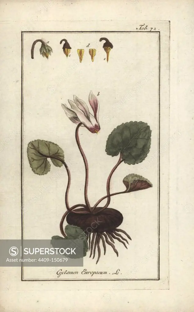 Ivy-leaved cyclamen, Cyclamen hederifolium. Handcoloured copperplate engraving from Johannes Zorn's "Icones plantarum medicinalium," Germany, 1796. Zorn (1739-99) was a German pharmacist and botanist who travelled all over Europe searching for medicinal plants.