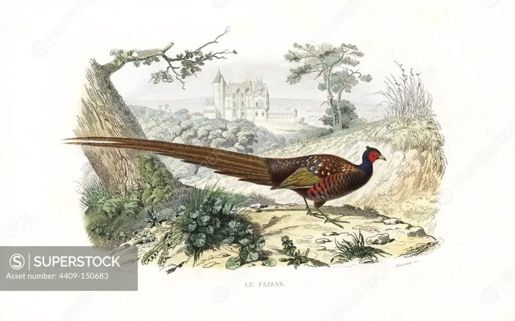 Pheasant, Phasianus colchicus. Handcoloured engraving on steel by Fournier after a drawing by Edouard Travies from Richard's "New Edition of the Complete Works of Buffon," Pourrat Freres, Paris, 1837.