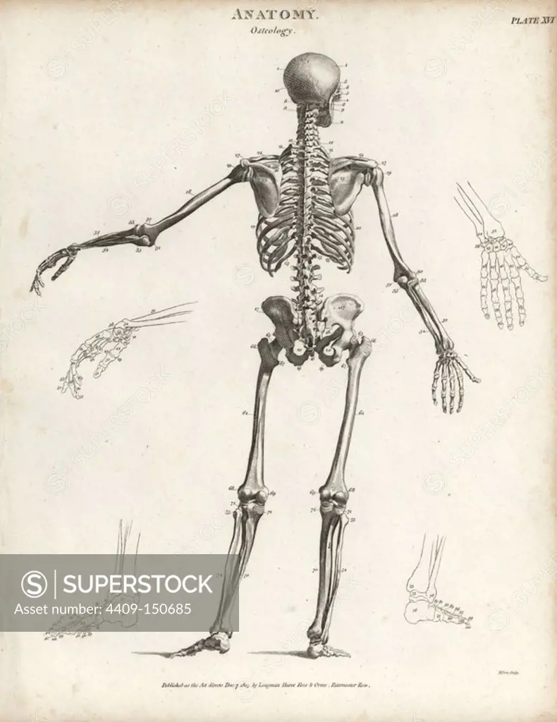 Human skeleton from the back. Copperplate engraving by Milton from Abraham Rees' Cyclopedia or Universal Dictionary of Arts, Sciences and Literature, Longman, Hurst, Rees, Orme and Brown, London, 1820.