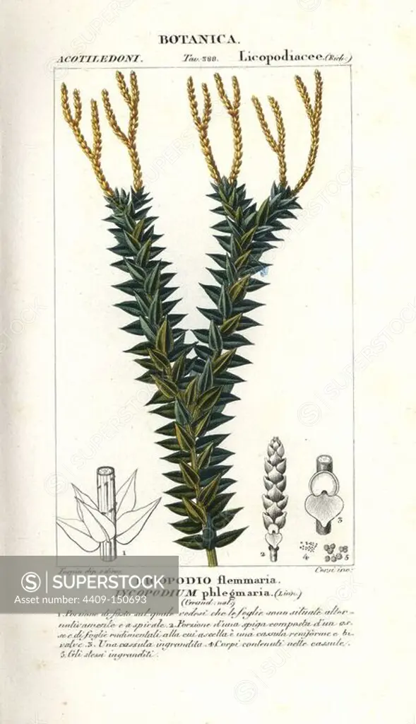 Coarse tassel fern, Huperzia phlegmaria. Handcoloured copperplate stipple engraving from Jussieu's "Dictionary of Natural Science," Florence, Italy, 1837. Engraved by Corsi, drawn by Pierre Jean-Francois Turpin, and published by Batelli e Figli. Turpin (1775-1840) is considered one of the greatest French botanical illustrators of the 19th century.