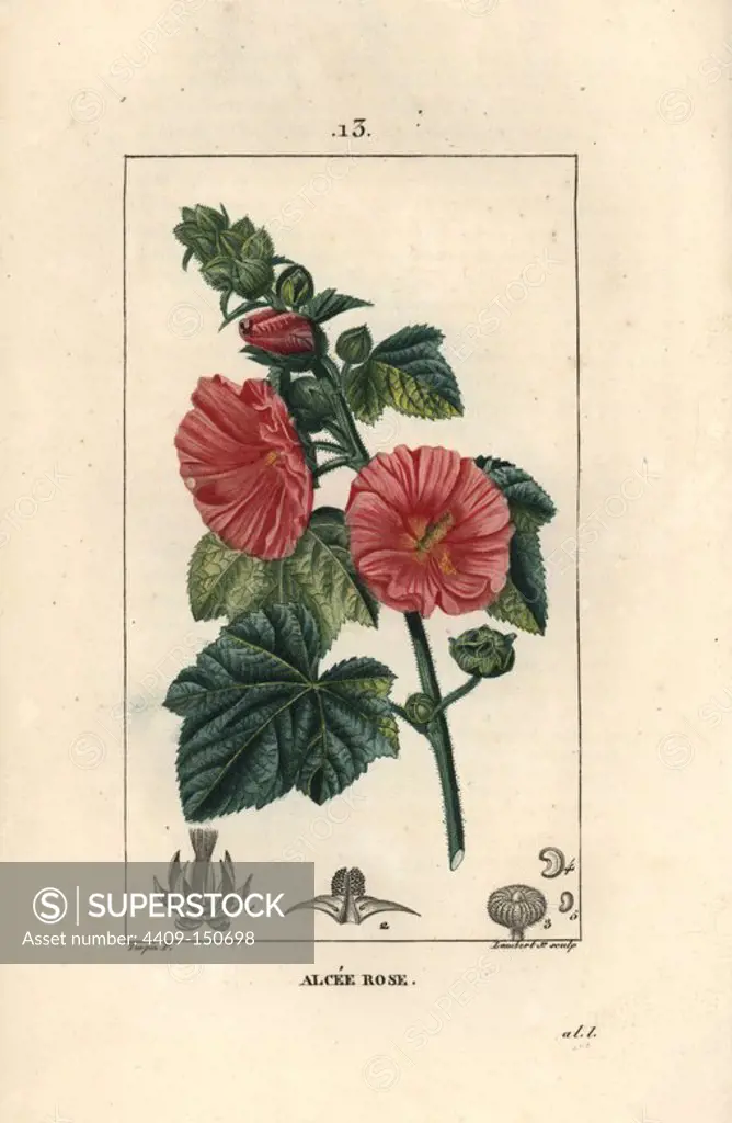 Common hollyhock, Alcea rosea. Handcoloured stipple copperplate engraving by Lambert Junior from a drawing by Pierre Jean-Francois Turpin from Chaumeton, Poiret et Chamberet's "La Flore Medicale," Paris, Panckoucke, 1830. Turpin (1775~1840) was one of the three giants of French botanical art of the era alongside Pierre Joseph Redoute and Pancrace Bessa.