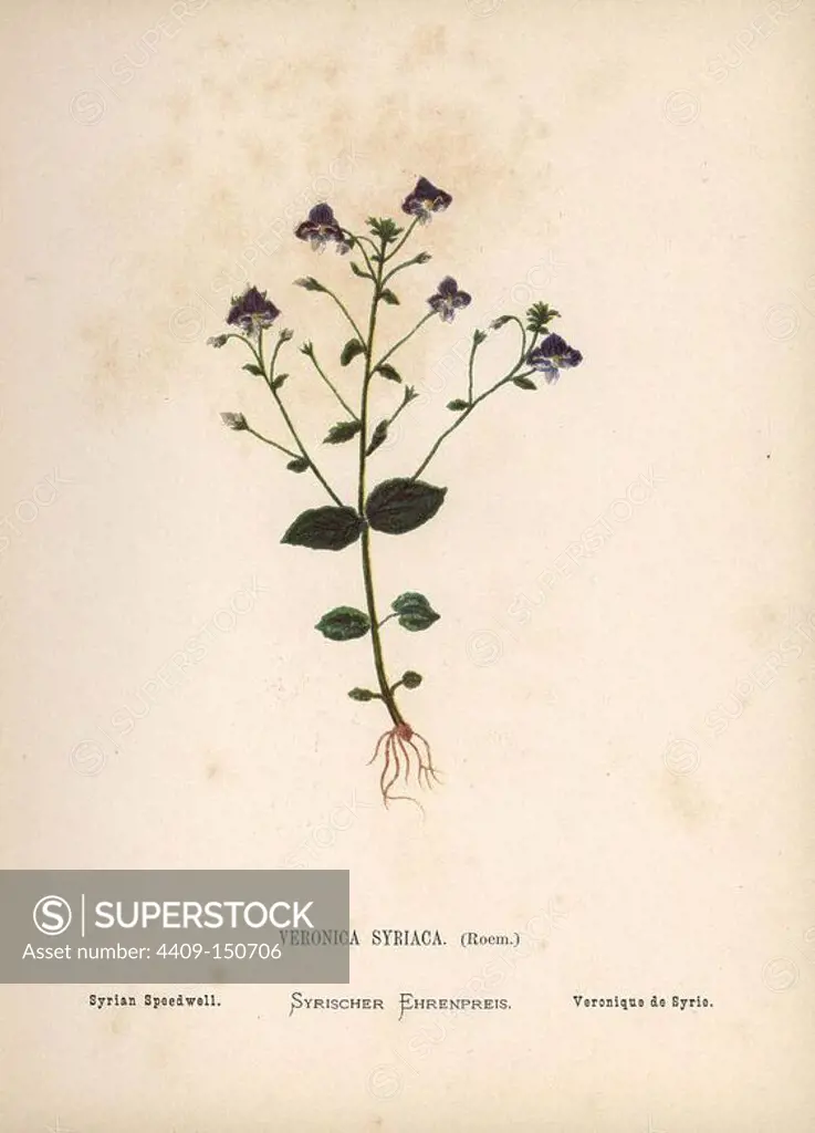 Syrian speedwell, Veronica syriaca. Chromolithograph of a botanical illustration by Hannah Zeller from her own Wild Flowers of the Holy Land," James Nisbet, London, 1876. Hannah Zeller (1838-1922) was a Swiss missionary who botanized near Nazareth for many years.