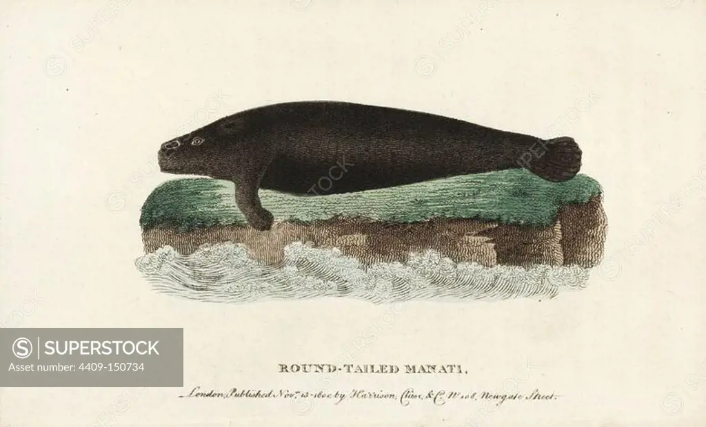 West Indian manatee, Trichechus manatus. (Round tailed manati) Vulnerable. Illustration copied from Thomas Pennant's figure of a specimen in the Leverian Museum. Handcoloured copperplate engraving from "The Naturalist's Pocket Magazine," Harrison, London, 1800.
