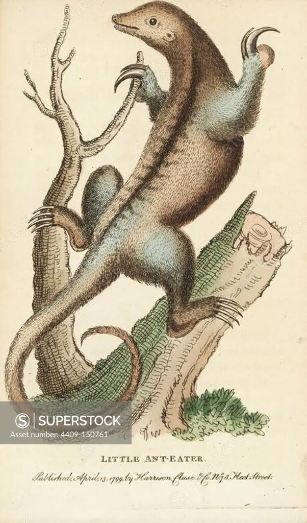 Silky anteater, Cyclopes didactylus. Illustration copied from George Edwards. Handcoloured copperplate engraving from "The Naturalist's Pocket Magazine," Harrison, London, 1799.
