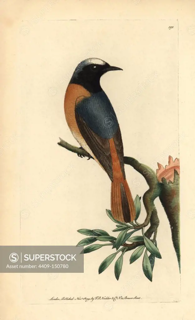 Redstart, Phoenicurus phoenicurus. Illustration unsigned (George Shaw and Frederick Nodder.) Handcolored copperplate engraving from George Shaw and Frederick Nodder's "The Naturalist's Miscellany" 1794. Frederick Polydore Nodder (1751~1801) was a gifted natural history artist and engraver. Nodder honed his draftsmanship working on Captain Cook and Joseph Banks' Florilegium and engraving Sydney Parkinson's sketches of Australian plants. He was made "botanic painter to her majesty" Queen Charlotte in 1785. Nodder also drew the botanical studies in Thomas Martyn's Flora Rustica (1792) and 38 Plates (1799).