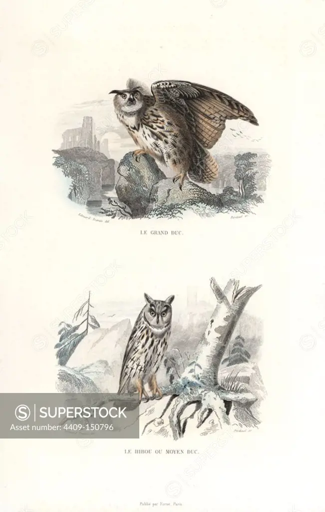 Eurasian eagle-owl, Bubo bubo, and long-eared owl, Asio otus. Handcoloured engraving on steel by Pardinel after a drawing by Edouard Travies from Richard's "New Edition of the Complete Works of Buffon," Pourrat Freres, Paris, 1837.