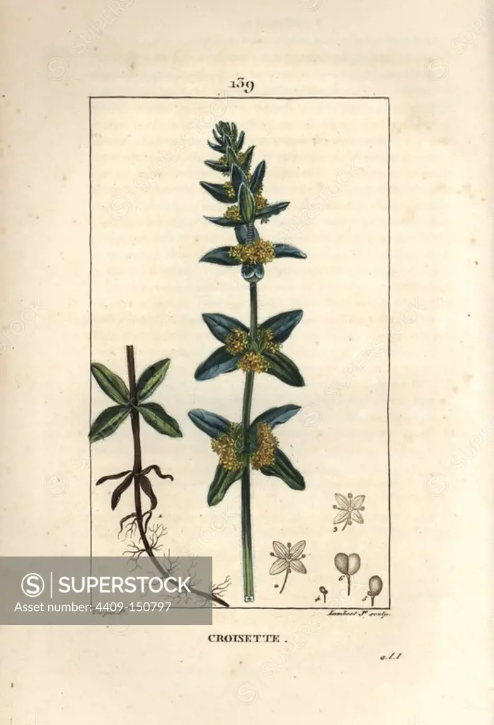 Crosswort, Cruciata laevipes Opiz, showing flower, leaf and roots. Handcoloured stipple copperplate engraving by Lambert Junior from a drawing by Pierre Jean-Francois Turpin from Chaumeton, Poiret et Chamberet's "La Flore Medicale," Paris, Panckoucke, 1830. Turpin (1775~1840) was one of the three giants of French botanical art of the era alongside Pierre Joseph Redoute and Pancrace Bessa.