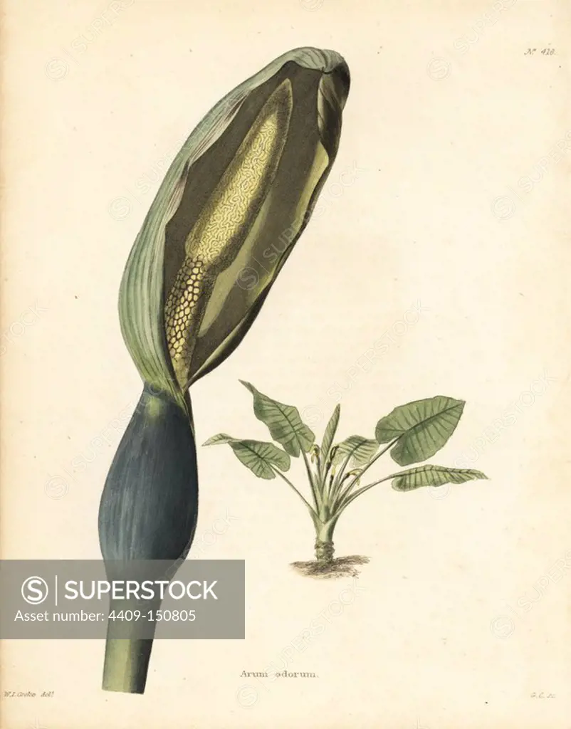 Night-scented lily, Alocasia odora. Handcoloured copperplate engraving by George Cooke from an illustration by W. I. Cooke from Conrad Loddiges' Botanical Cabinet, London, 1810.