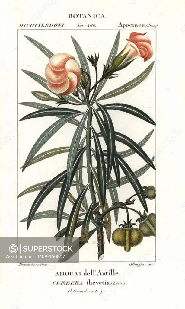 Yellow oleander or lucky nut, Thevetia peruviana, native to Mexico and Central America. Handcoloured copperplate stipple engraving from Jussieu's "Dictionary of Natural Science," Florence, Italy, 1837. Engraved by Stanghi, drawn by Pierre Jean-Francois Turpin, and published by Batelli e Figli. Turpin (1775-1840) is considered one of the greatest French botanical illustrators of the 19th century.