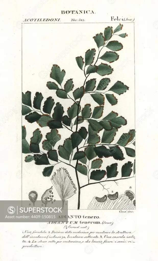 Fan maidenhair fern, Adiantum tenerum. Handcoloured copperplate stipple engraving from Jussieu's "Dictionary of Natural Science," Florence, Italy, 1837. Engraved by Corsi, drawn by Pierre Jean-Francois Turpin, and published by Batelli e Figli. Turpin (1775-1840) is considered one of the greatest French botanical illustrators of the 19th century.
