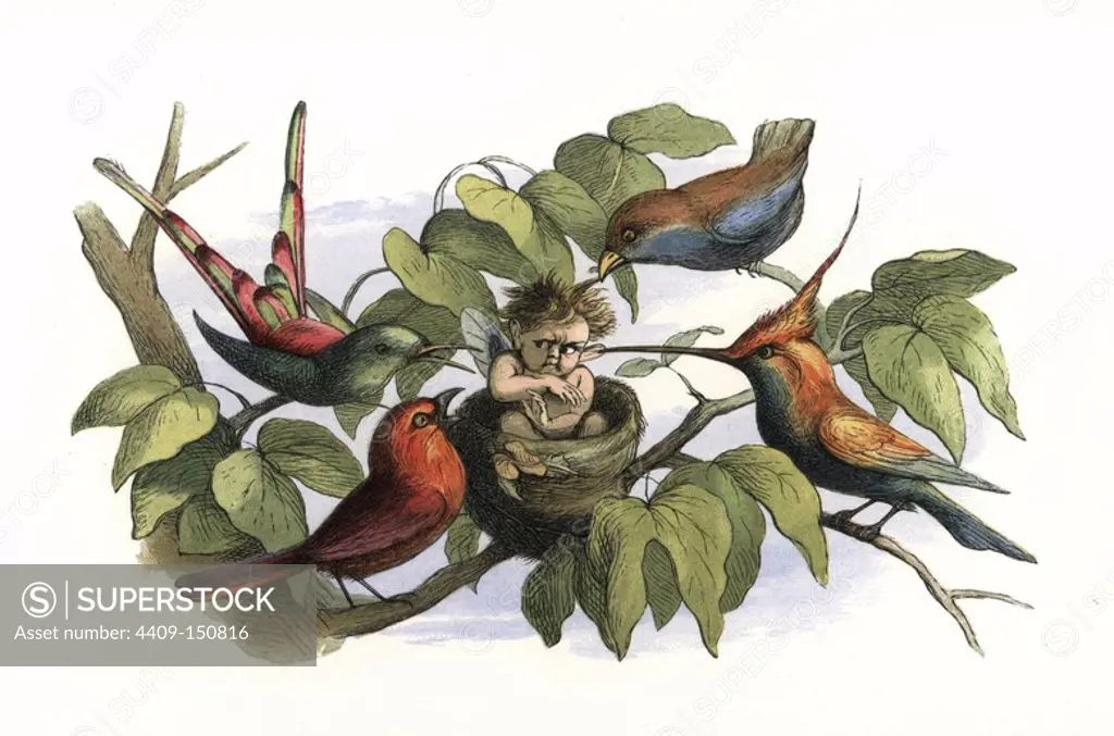 A baby elf in a bird's nest surrounded by angry birds and hummingbirds. Handcoloured woodblock print by Edmund Evans after an illustration by Richard Doyle from In Fairyland, a series of Pictures from the Elf World, Longman, London, 1870.
