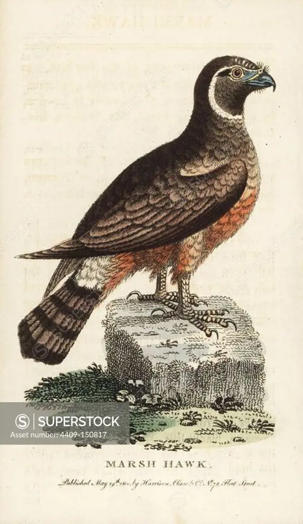 Northern or hen harrier, Circus cyaneus. (Marsh hawk, Falco uliginosus). Illustration copied from George Edwards based on an original drawing by William Bartram. Handcoloured copperplate engraving from "The Naturalist's Pocket Magazine," Harrison, London, 1800.