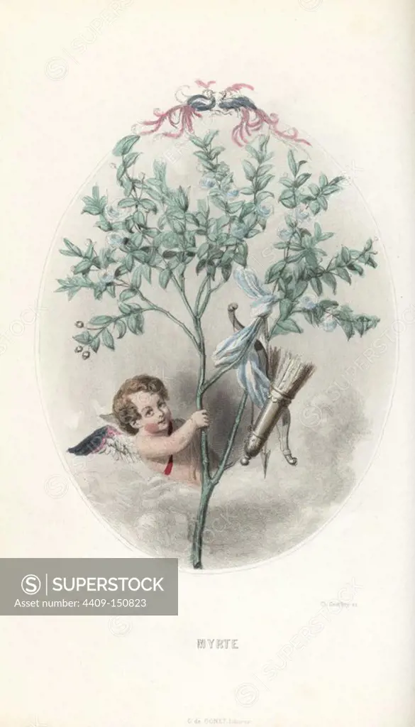 Cupid hiding in a myrtle bush, Myrtus communis, with his bow and arrow hanging from a blue and white ribbon on a branch. Handcoloured steel engraving by C. Geoffrois after an illustration by Jean Ignace Isidore Grandville from "Les Fleurs Animees," Paris, Gabriel de Gonet, 1847.