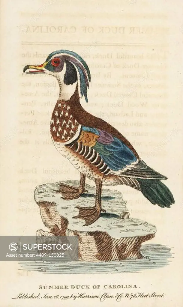 Wood duck, Aix sponsa. (Summer duck of Carolina, Anas aestiva) Illustration copied from George Edwards. Handcoloured copperplate engraving from "The Naturalist's Pocket Magazine," Harrison, London, 1799.