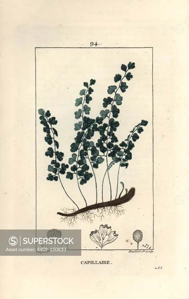 Maidenhair fern, Adiantum capillus veneris. Handcoloured stipple copperplate engraving by Lambert Junior from a drawing by Pierre Jean-Francois Turpin from Chaumeton, Poiret et Chamberet's "La Flore Medicale," Paris, Panckoucke, 1830. Turpin (1775~1840) was one of the three giants of French botanical art of the era alongside Pierre Joseph Redoute and Pancrace Bessa.