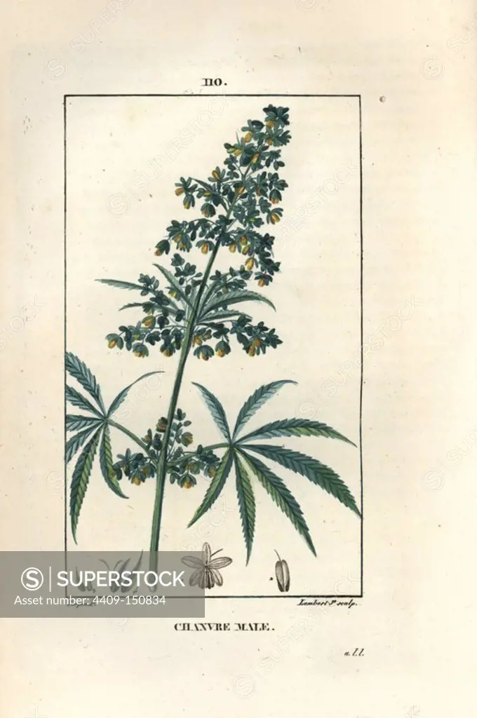 Hemp or marijuana, Cannabis sativa. Handcoloured stipple copperplate engraving by Lambert Junior from a drawing by Pierre Jean-Francois Turpin from Chaumeton, Poiret et Chamberet's "La Flore Medicale," Paris, Panckoucke, 1830. Turpin (1775~1840) was one of the three giants of French botanical art of the era alongside Pierre Joseph Redoute and Pancrace Bessa.