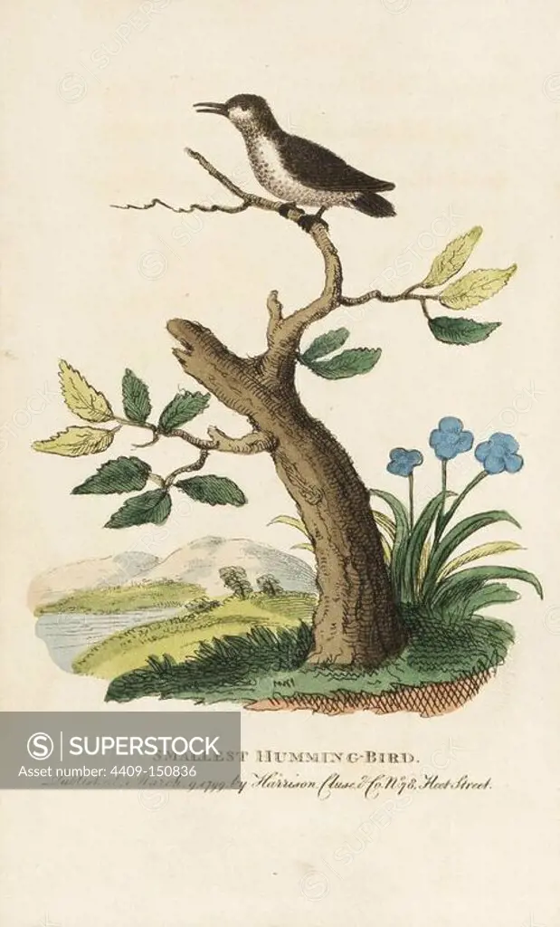 Smallest or bee hummingbird, Mellisuga helenae. Illustration copied from George Edwards. Handcoloured copperplate engraving from "The Naturalist's Pocket Magazine," Harrison, London, 1799.