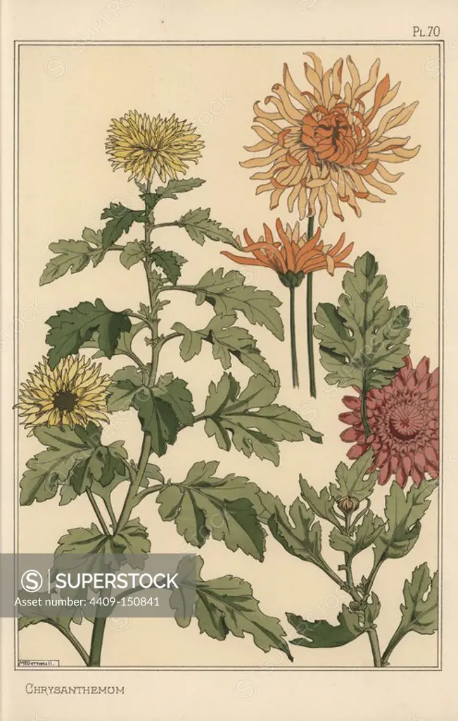 Chrysanthemum botanical study. Lithograph by M. P. Verneuil with pochoir (stencil) handcoloring from Eugene Grasset's Plants and their Application to Ornament, Paris, 1897. Eugene Grasset (1841-1917) was a Swiss artist whose innovative designs inspired the art nouveau movement at the end of the 19th century.