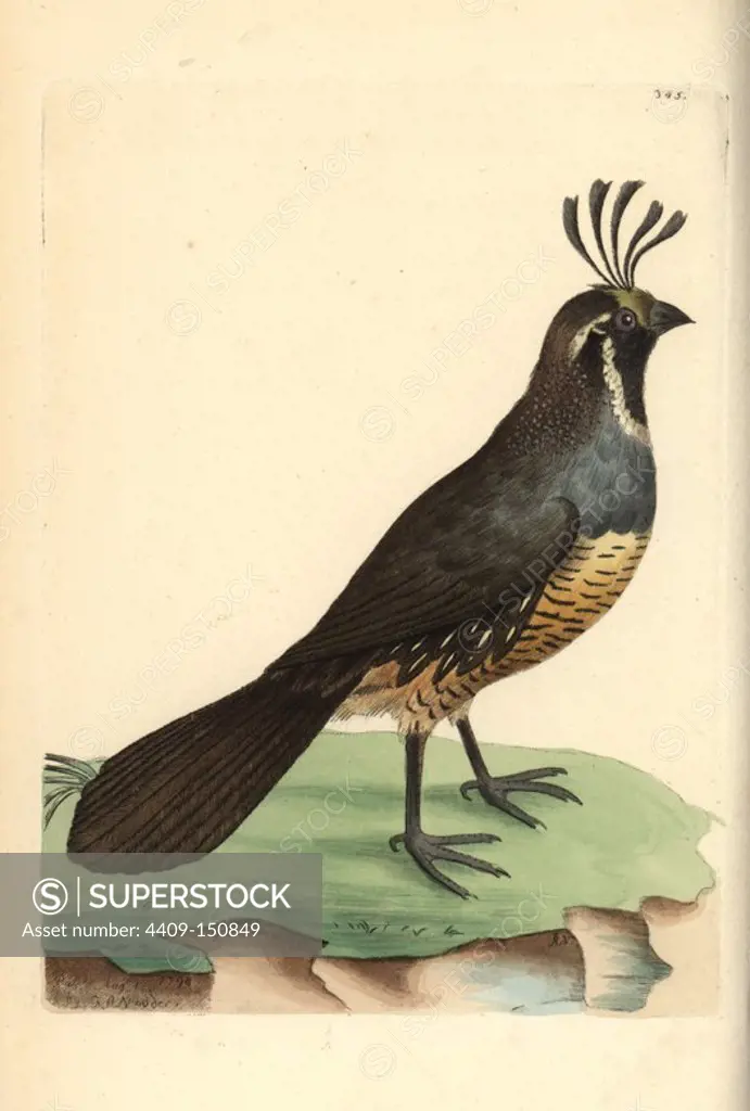 California quail, Callipepla californica. Illustration drawn and engraved by Richard Polydore Nodder. Handcolored copperplate engraving from George Shaw and Frederick Nodder's "The Naturalist's Miscellany," London, 1798. Most of the 1,064 illustrations of animals, birds, insects, crustaceans, fishes, marine life and microscopic creatures were drawn by George Shaw, Frederick Nodder and Richard Nodder, and engraved and published by the Nodder family. Frederick drew and engraved many of the copperplates until his death around 1800, and son Richard (1774~1823) was responsible for the plates signed RN or RPN. Richard exhibited at the Royal Academy and became botanic painter to King George III.
