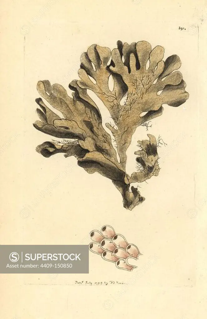 Greater horn wrack seaweed, Flustra foliacea. Handcolored copperplate engraving from George Shaw and Frederick Nodder's "The Naturalist's Miscellany," London, 1799. Most of the 1,064 illustrations of animals, birds, insects, crustaceans, fishes, marine life and microscopic creatures were drawn by George Shaw, Frederick Nodder and Richard Nodder, and engraved and published by the Nodder family. Frederick drew and engraved many of the copperplates until his death around 1800, and son Richard (1774~1823) was responsible for the plates signed RN or RPN. Richard exhibited at the Royal Academy and became botanic painter to King George III.