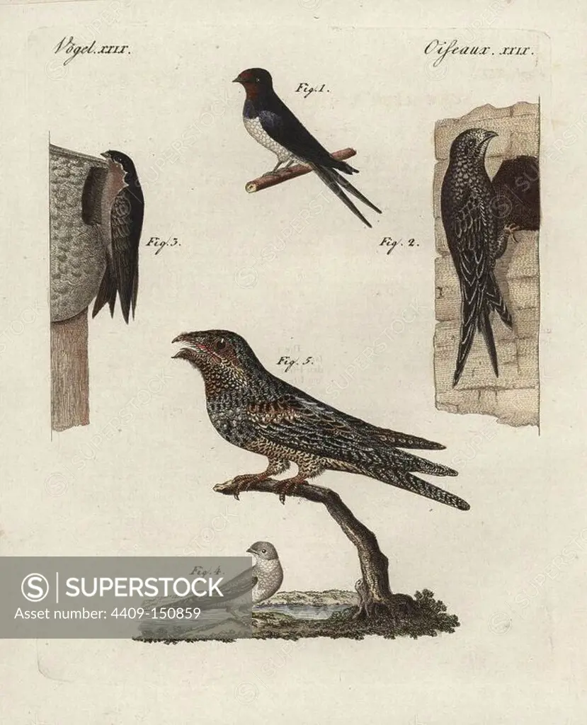 Barn swallow, Hirundo rustica 1, swift, Apus apus 2, house martin, Delichon urbicum, 3, sand martin, Riparia riparia 4, and nightjar, Caprimulgus europaeus 5. Handcoloured copperplate engraving from Bertuch's "Bilderbuch fur Kinder" (Picture Book for Children), Weimar, 1798. Friedrich Johann Bertuch (1747-1822) was a German publisher and man of arts most famous for his 12-volume encyclopedia for children illustrated with 1,200 engraved plates on natural history, science, costume, mythology, etc., published from 1790-1830.