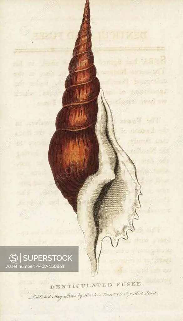 Denticulated fusee shell, Tibia fusus conch shell. Illustration copied from Albertus Seba. Handcoloured copperplate engraving from "The Naturalist's Pocket Magazine," Harrison, London, 1800.