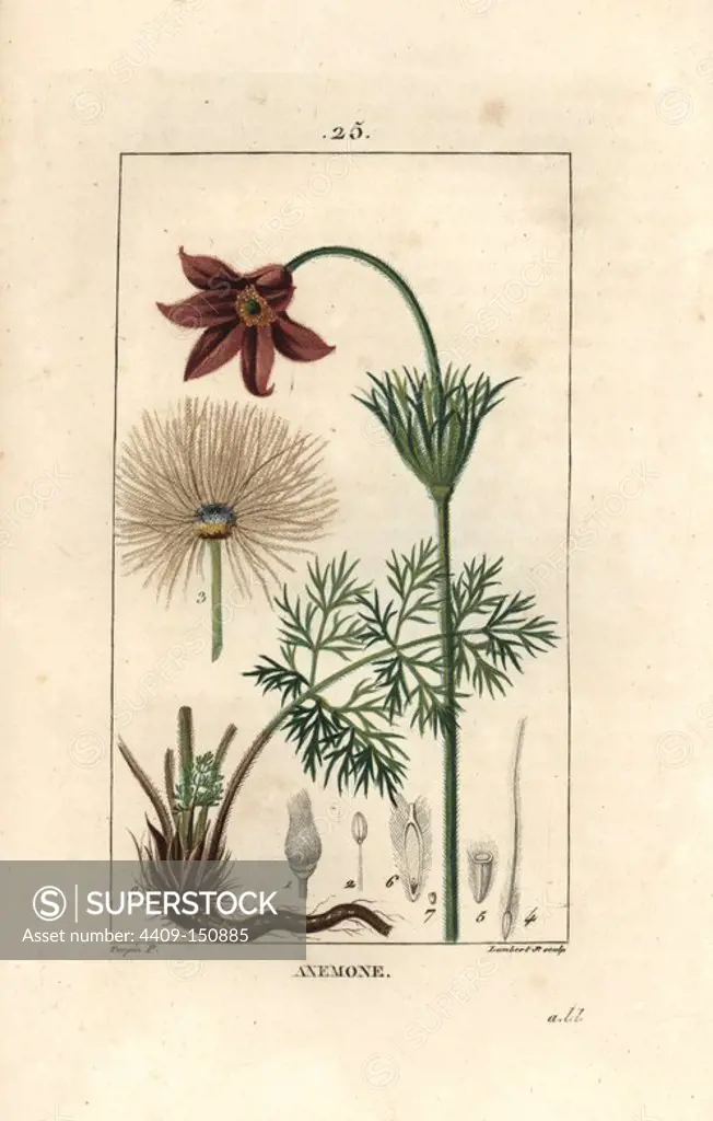 Wind flower or meadow anemone, Pulsatilla nigricans. Handcoloured stipple copperplate engraving by Lambert Junior from a drawing by Pierre Jean-Francois Turpin from Chaumeton, Poiret et Chamberet's "La Flore Medicale," Paris, Panckoucke, 1830. Turpin (1775~1840) was one of the three giants of French botanical art of the era alongside Pierre Joseph Redoute and Pancrace Bessa.