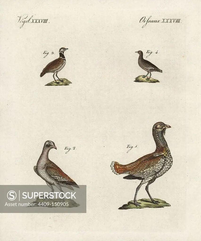 Great bustard, Otis tarda vulnerable 1,2, little bustard, Tetrax tetrax, near threatened 3,4. Handcoloured copperplate engraving from Bertuch's "Bilderbuch fur Kinder" (Picture Book for Children), Weimar, 1798. Friedrich Johann Bertuch (1747-1822) was a German publisher and man of arts most famous for his 12-volume encyclopedia for children illustrated with 1,200 engraved plates on natural history, science, costume, mythology, etc., published from 1790-1830.