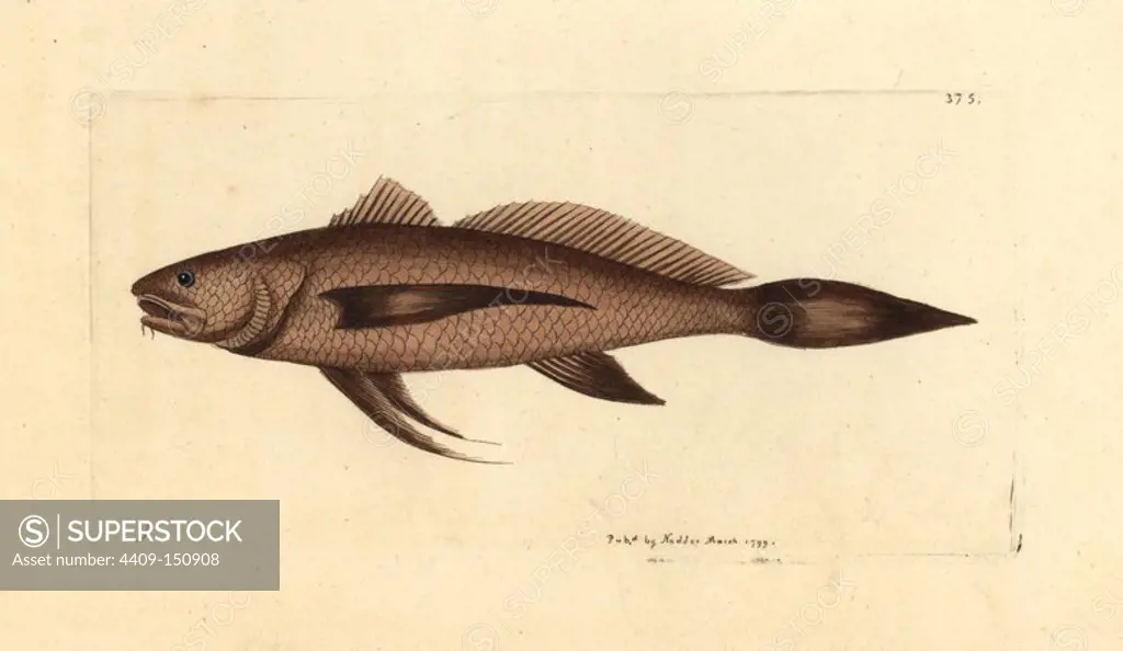 Longtail croaker fish, Lonchurus lanceolatus. Illustration drawn by George Shaw. Handcolored copperplate engraving from George Shaw and Frederick Nodder's "The Naturalist's Miscellany," London, 1799. Most of the 1,064 illustrations of animals, birds, insects, crustaceans, fishes, marine life and microscopic creatures were drawn by George Shaw, Frederick Nodder and Richard Nodder, and engraved and published by the Nodder family. Frederick drew and engraved many of the copperplates until his death around 1800, and son Richard (1774~1823) was responsible for the plates signed RN or RPN. Richard exhibited at the Royal Academy and became botanic painter to King George III.