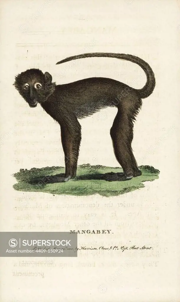 Sooty mangabey, Cercocebus atys. Vulnerable. (Mangabey, Cercopithecus aethiops) Illustration copied from George Shaw. Handcoloured copperplate engraving from "The Naturalist's Pocket Magazine," Harrison, London, 1800.