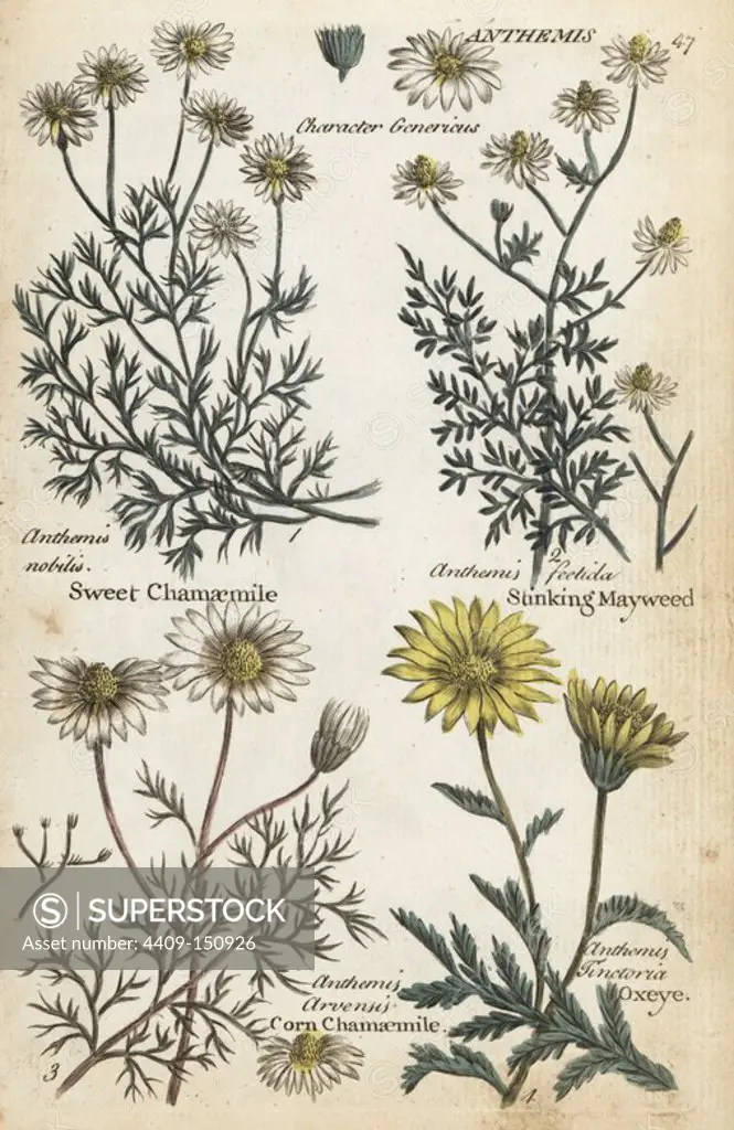 Sweet chamomile, Chamaemelum nobile, stinking mayweed, Anthemis foetida, corn chamaemile, Anthemis arvensis, and oxeye, Anthemis tinctoria. Handcoloured botanical copperplate engraving by an unknown artist from "Culpeper's English Family Physician; or Medical Herbal Enlarged, with Several Hundred Additional Plants, Principally from Sir John Hill," by Joshua Hamilton, London, W. Locke, 1792.