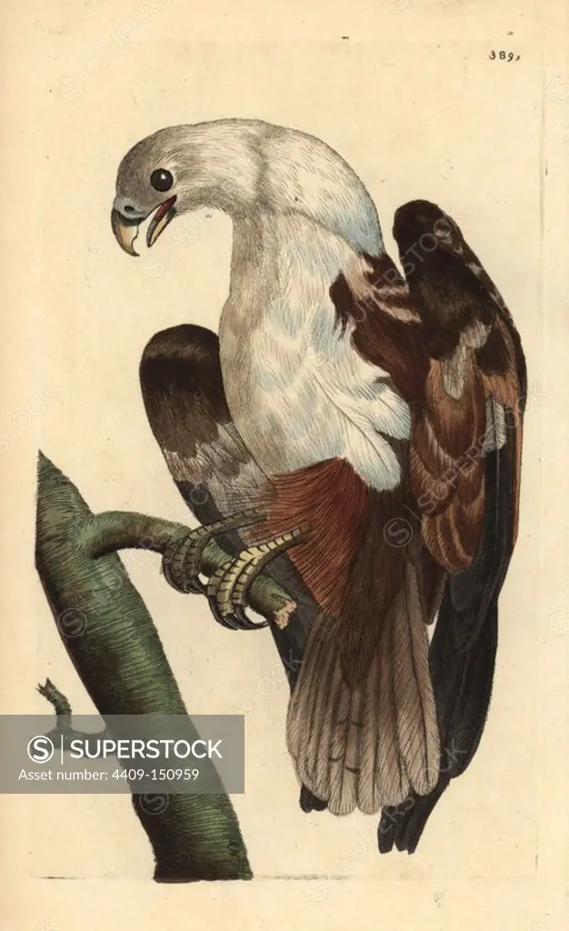 Brahminy kite or Coromandel eagle, Haliastur indus. Illustration drawn and engraved by Richard Polydore Nodder. Handcolored copperplate engraving from George Shaw and Frederick Nodder's "The Naturalist's Miscellany," London, 1799. Most of the 1,064 illustrations of animals, birds, insects, crustaceans, fishes, marine life and microscopic creatures were drawn by George Shaw, Frederick Nodder and Richard Nodder, and engraved and published by the Nodder family. Frederick drew and engraved many of the copperplates until his death around 1800, and son Richard (1774~1823) was responsible for the plates signed RN or RPN. Richard exhibited at the Royal Academy and became botanic painter to King George III.