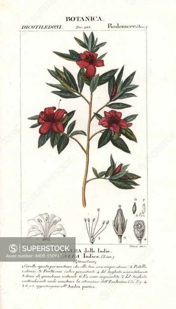 Azalea indica. Handcoloured copperplate stipple engraving from Jussieu's "Dictionary of Natural Science," Florence, Italy, 1837. Engraved by Corsi, drawn by Pierre Jean-Francois Turpin, and published by Batelli e Figli. Turpin (1775-1840) is considered one of the greatest French botanical illustrators of the 19th century.