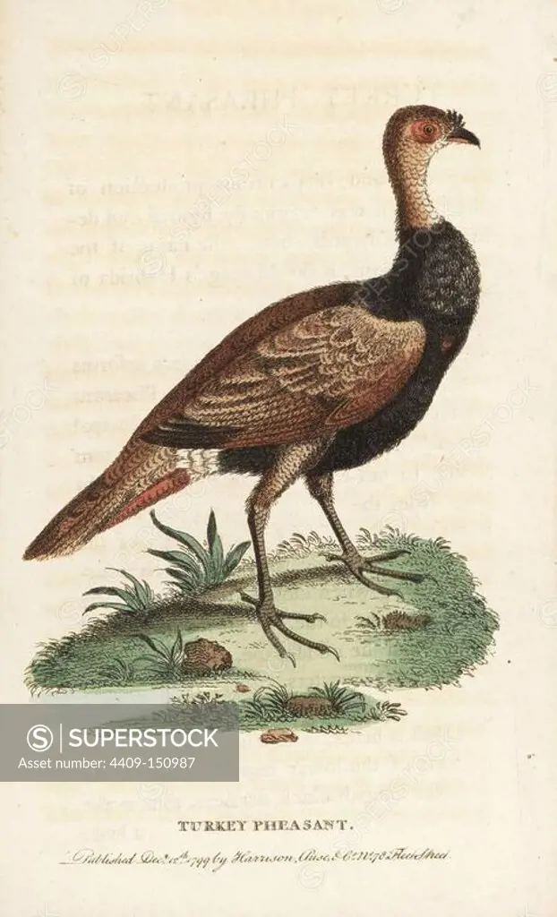 Turkey pheasant hybrid, Meleagris hybrida. Curious specimen found in the woods by Henry Seymer of Dorset in October 1759. Illustration copied from George Edwards. Handcoloured copperplate engraving from "The Naturalist's Pocket Magazine," Harrison, London, 1799.