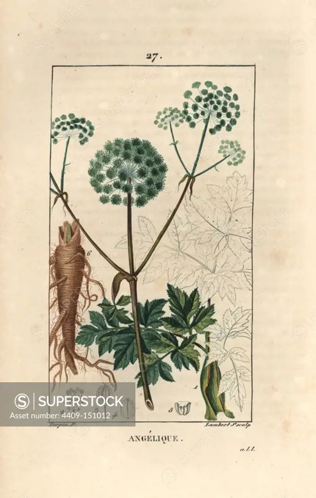 Garden angelica or wild celery, Angelica archangelica, showing flowers, leaves, root and seed. Handcoloured stipple copperplate engraving by Lambert Junior from a drawing by Pierre Jean-Francois Turpin from Chaumeton, Poiret et Chamberet's "La Flore Medicale," Paris, Panckoucke, 1830. Turpin (1775~1840) was one of the three giants of French botanical art of the era alongside Pierre Joseph Redoute and Pancrace Bessa.