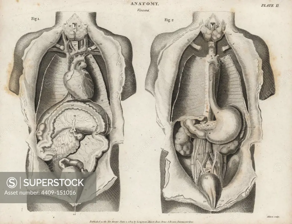 Anatomy of human internal organs from the front showing heart, stomach, intestines, kidneys and bladder. Copperplate engraving by Milton from Abraham Rees' Cyclopedia or Universal Dictionary of Arts, Sciences and Literature, Longman, Hurst, Rees, Orme and Brown, London, 1820.