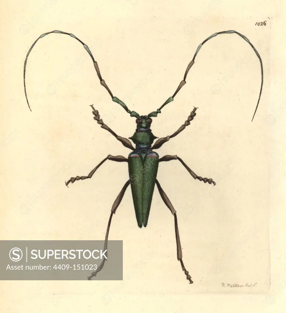 Lady Capricorn beetle, Callichroma virens. (Described by Shaw as the green Jamaica goatchaffer, Cerambyx virens.) Illustration drawn and engraved by Richard Polydore Nodder. Handcolored copperplate engraving from George Shaw and Frederick Nodder's "The Naturalist's Miscellany" 1812. Most of the 1,064 illustrations of animals, birds, insects, crustaceans, fishes, marine life and microscopic creatures for the Naturalist's Miscellany were drawn by George Shaw, Frederick Nodder and Richard Nodder, and engraved and published by the Nodder family. Frederick drew and engraved many of the copperplates until his death around 1800, and son Richard (1774~1823) was responsible for the plates signed RN or RPN. Richard exhibited at the Royal Academy and became botanic painter to King George III.