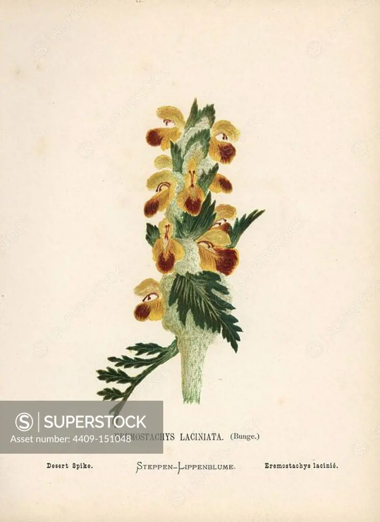 Desert spike, Eremostachys laciniata. Chromolithograph of a botanical illustration by Hannah Zeller from her own Wild Flowers of the Holy Land," James Nisbet, London, 1876. Hannah Zeller (1838-1922) was a Swiss missionary who botanized near Nazareth for many years.