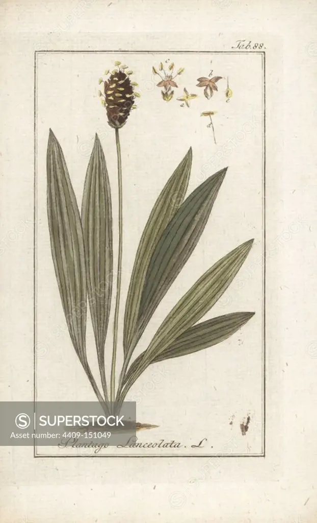 English plantain, Plantago lanceolata. Handcoloured copperplate engraving from Johannes Zorn's "Icones plantarum medicinalium," Germany, 1796. Zorn (1739-99) was a German pharmacist and botanist who travelled all over Europe searching for medicinal plants.
