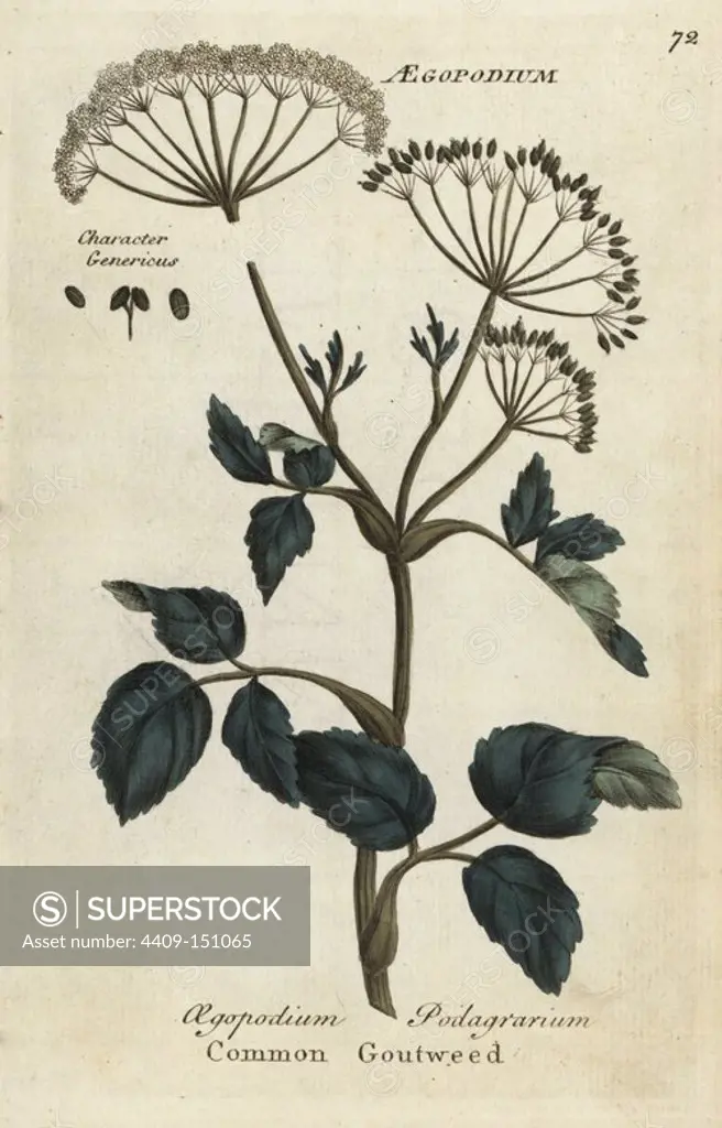 Common goutweed, Aegopodium podagrarium. Handcoloured botanical copperplate engraving by an unknown artist from "Culpeper's English Family Physician; or Medical Herbal Enlarged, with Several Hundred Additional Plants, Principally from Sir John Hill," by Joshua Hamilton, London, W. Locke, 1792.