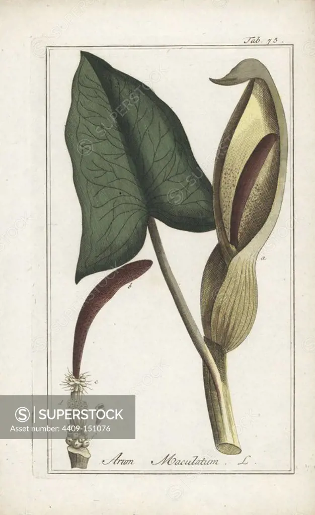 Cuckoo pint, Arum maculatum. Handcoloured copperplate engraving from Johannes Zorn's "Icones plantarum medicinalium," Germany, 1796. Zorn (1739-99) was a German pharmacist and botanist who travelled all over Europe searching for medicinal plants.