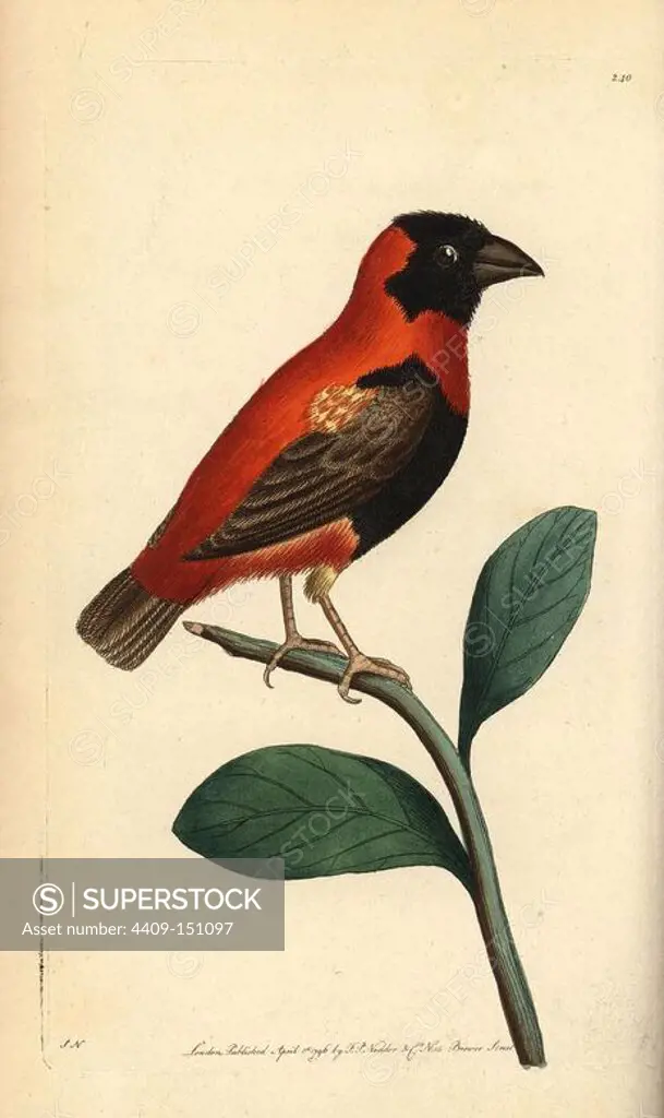 Red bishop bird, Euplectes orix. Illustration signed SN (George Shaw and Frederick Nodder).. Handcolored copperplate engraving from George Shaw and Frederick Nodder's "The Naturalist's Miscellany" 1795. Frederick Polydore Nodder (1751~1801) was a gifted natural history artist and engraver. Nodder honed his draftsmanship working on Captain Cook and Joseph Banks' Florilegium and engraving Sydney Parkinson's sketches of Australian plants. He was made "botanic painter to her majesty" Queen Charlotte in 1785. Nodder also drew the botanical studies in Thomas Martyn's Flora Rustica (1792) and 38 Plates (1799).