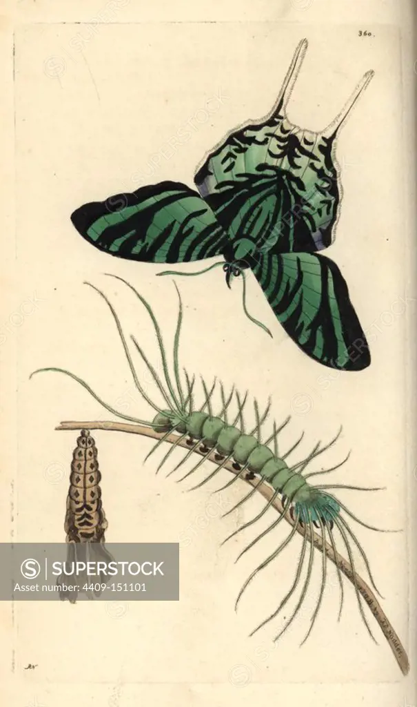 Green-banded urania, Urania leilus, butterfly, caterpillar and pupa. Illustration drawn and engraved by Richard Polydore Nodder. Handcolored copperplate engraving from George Shaw and Frederick Nodder's "The Naturalist's Miscellany," London, 1798. Most of the 1,064 illustrations of animals, birds, insects, crustaceans, fishes, marine life and microscopic creatures were drawn by George Shaw, Frederick Nodder and Richard Nodder, and engraved and published by the Nodder family. Frederick drew and engraved many of the copperplates until his death around 1800, and son Richard (1774~1823) was responsible for the plates signed RN or RPN. Richard exhibited at the Royal Academy and became botanic painter to King George III.
