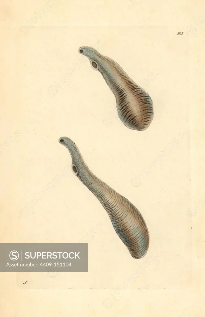 Liver fluke, Fasciola ventricosa. Illustration drawn by George Shaw. Handcolored copperplate engraving from George Shaw and Frederick Nodder's "The Naturalist's Miscellany," London, 1797. Most of the 1,064 illustrations of animals, birds, insects, crustaceans, fishes, marine life and microscopic creatures were drawn by George Shaw, Frederick Nodder and Richard Nodder, and engraved and published by the Nodder family.