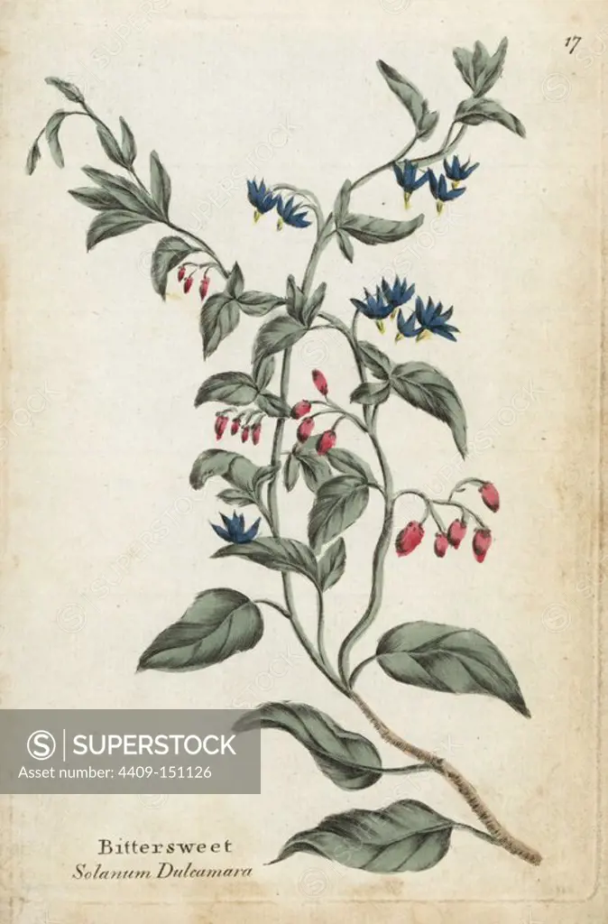 Bittersweet, Solanum dulcamara. Handcoloured botanical copperplate engraving by an unknown artist from "Culpeper's English Family Physician; or Medical Herbal Enlarged, with Several Hundred Additional Plants, Principally from Sir John Hill," by Joshua Hamilton, London, W. Locke, 1792.