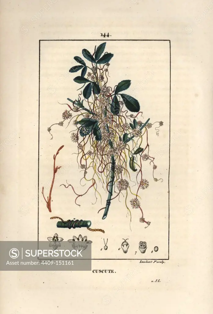 Dodder, Cuscuta major. Handcoloured stipple copperplate engraving by Lambert Junior from a drawing by Pierre Jean-Francois Turpin from Chaumeton, Poiret et Chamberet's "La Flore Medicale," Paris, Panckoucke, 1830. Turpin (1775~1840) was one of the three giants of French botanical art of the era alongside Pierre Joseph Redoute and Pancrace Bessa.